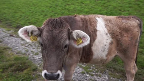 Calf with tag on ear's standing in field Stock Footage 76004937