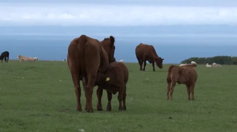Calf Taking Mum's Milk Stock Footage 65282186
