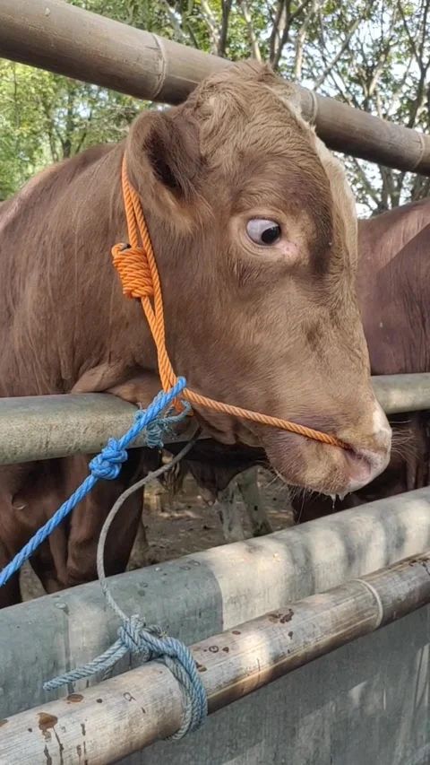 A Calf Tied with A Rope Stock Footage 286299902
