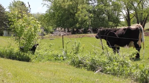 Calf tries to get back to mom Video stock 6731944