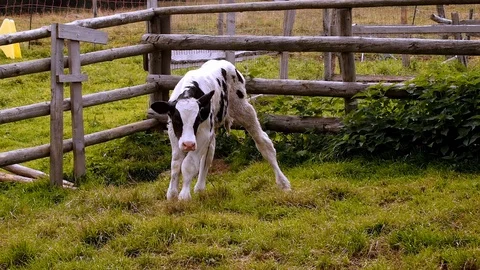 Calf uncertain 스톡 동영상 126037274