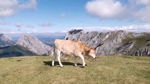 Calf walking through the field Stock Footage 139731437