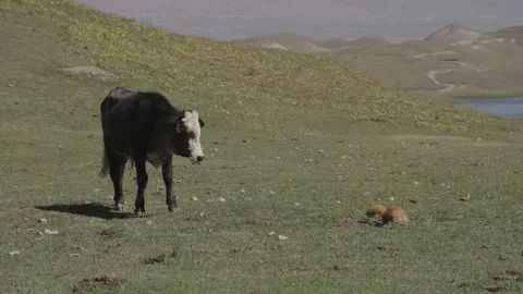 Calf walking toward camera on alpine meadow, Tulpar-Kul Lake, Kyrgyzstan Видео 347243181