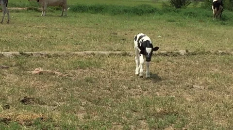 Calf walks toward Camera and Poses Stockbeeldmateriaal 48041555