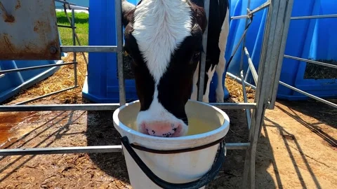 Calf wet its muzzle while drinking water. Stock Footage 243994317