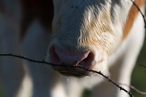 Calf wet muzzle closeup Stock Photos