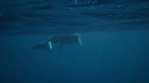 Calf-Like Whale Gliding in Diffused Light Video stock 322223394