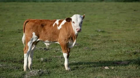 Calf, young animal Stock Footage 24653072