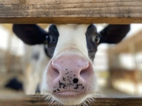 Calf in-your-face. Foto stock
