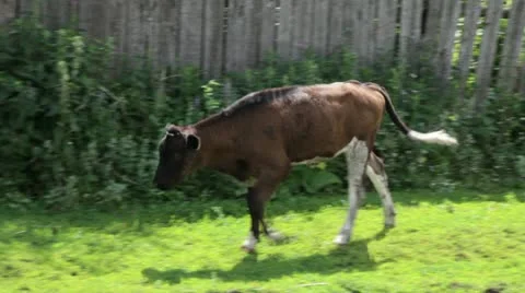 Calf001 Stock Footage 11251310