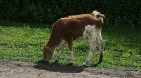 Calf002 Stock Footage 11251405