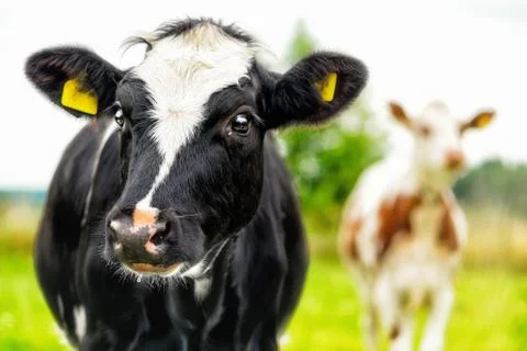 Calfportrait Foto stock
