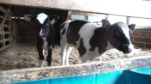 Calfs eating Stock Footage 88061915