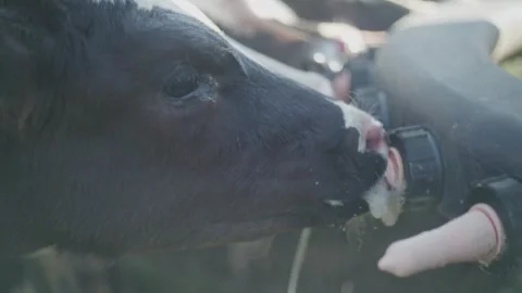 Calfs feeding. Stock Footage 219708909