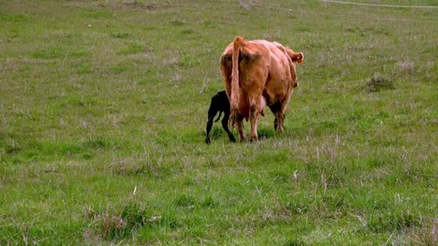 Calf's first attempts at walking &amp; nursing are adorably clumsy Stockbeeldmateriaal 272565277
