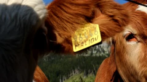 Calfs gate Stock Footage 9413211