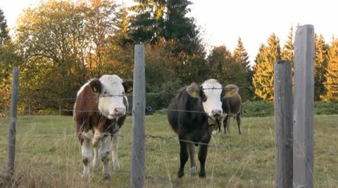 Calfs grazing Stock Footage 8955552