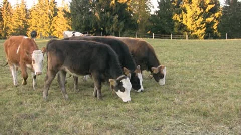 Calfs grazing Stock Footage 8955797