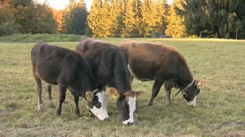 Calfs grazing Stock Footage 8955889