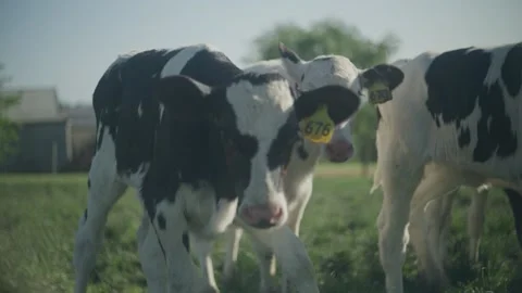 Calf's grazing together. Stock Footage 219722743
