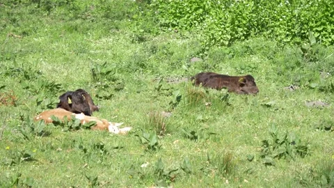 Calfs lying in the meadow Video stock 130790288