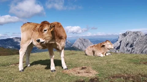 Calfs resting in the sun in the meadow Stock Footage 139730916