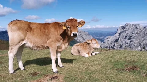 Calfs resting in the sun in the meadow Stock Footage 139730971