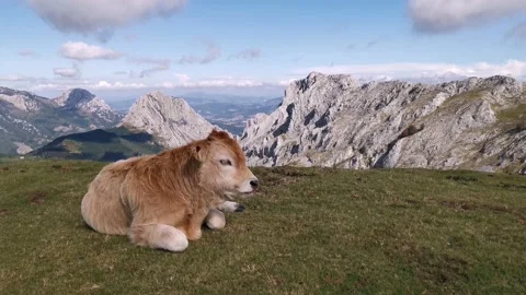 Calfs resting in the sun in the meadow Stock Footage 139731209