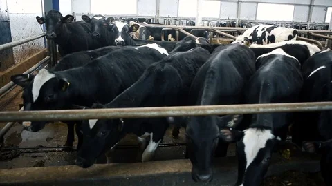 Calfs in a small barn Stock Footage 73577386