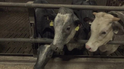 Calfs in a Stable Looking Around Video stock 74480227