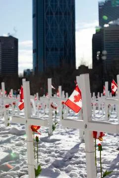 Calgary, Alberta November 11, 2020 - Thousands of crosses lined up row by row Stock Photos