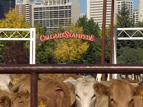 Calgary Stampede Stock Footage 142197349