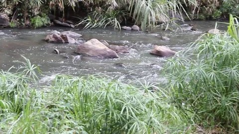 Cali river with rocks and moving water in Colombia; South America 1 Stock Footage 88481607