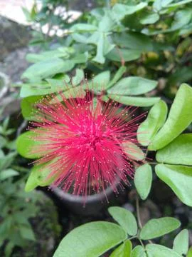 Caliandra flower Stock Photos