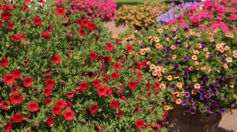 Calibrachoa in flower tubs Stock Footage 17201918