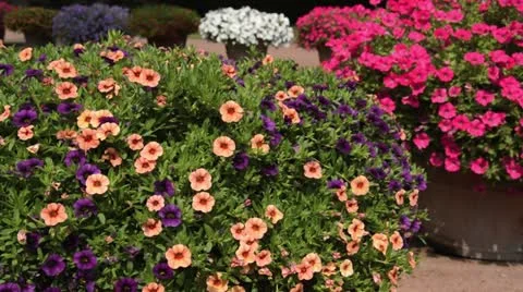 Calibrachoa in flower tubs Stock Footage 17202060