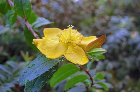 Calibrachoa Stock Photos