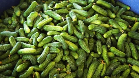 Calibration of Cucumbers at the Cannery. Heaping Cucumbers into Box Stock Footage 95142411
