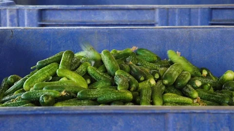 Calibration of Cucumbers at the Cannery. Heaping Cucumbers into Box Stock Footage 95142628