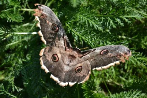 Calibri moth Sphingidae Stock Illustration