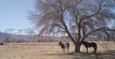 Calico Brown horses under a tree with snowy mountains clear sky Stock Footage 219315853