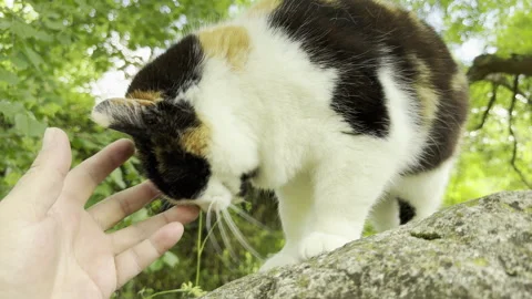 Calico cat affectionately rubs against a human hand on a stone in a park Stock Footage 336938848