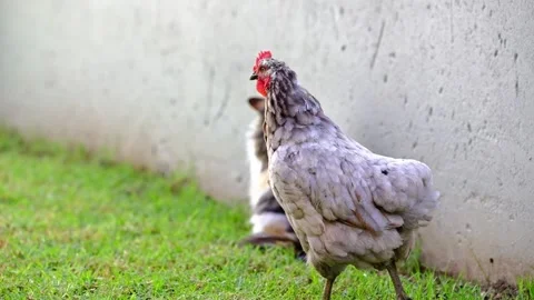 A calico cat and a chicken interact on green grass in a garden Stock Footage 335896249