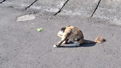 A calico cat basking or sunbathing and licking his body on the street Stock Footage 288626726