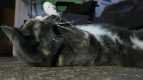 Calico Cat Cleaning Stock Footage 95160651