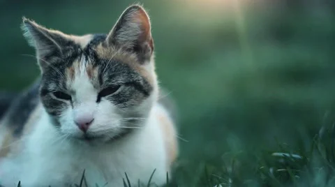 Calico Cat Close Stock Footage 56037424