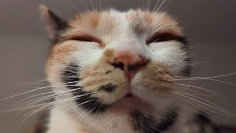 Calico Cat Close Up Portrait Horizontal 4K Footage Relaxed Feline Eyes Clos.. Stock Footage 334708622