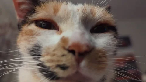 Calico Cat Close Up Portrait Horizontal 4K Footage Relaxed Feline Eyes Clos.. Stock Footage 334708624