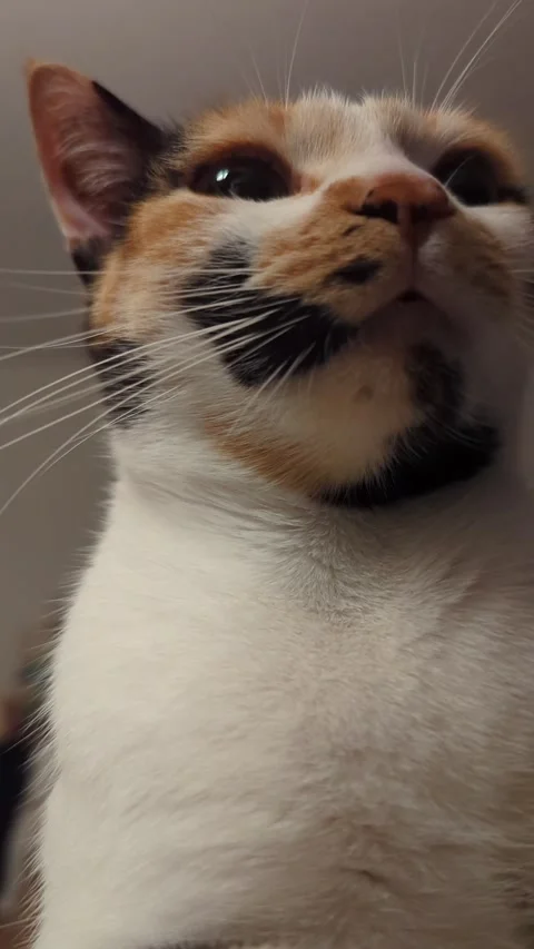 Calico Cat Close Up Portrait Vertical 4K Footage Curious Feline Looking Up .. Stock Footage 334708621