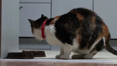 Calico cat eats food from cat bowl in kitchen standing on tile floor. 스톡 동영상 318622388